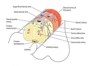 Penile Ligament Release