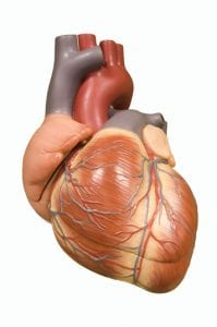 Beating Heart Atrial Septal Defect Closure