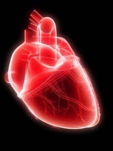 Beating Heart Pulmonary Artery Valve Replacement