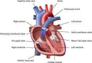 Beating Heart Pulmonary Valve Repair