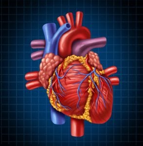 Beating Heart Valve Repair
