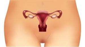 Cervix Conization